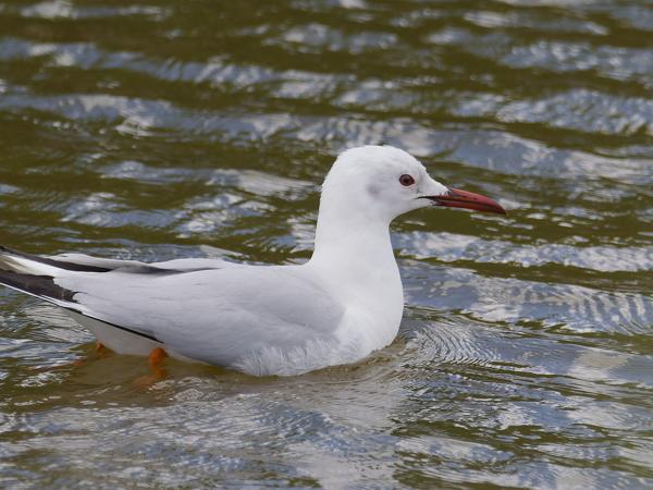 <h3><a href="/trips/ebro/biota/animalia/chordata/aves/024 charadriiformes/017 laridae/chroicocephalus genei/chroicocephalus genei-nl.html">Chroicocephalus&nbsp;genei</a> / Slender‑billed&nbsp;gull / Dunbekmeeuw</h3>OM-1 Mark II met M.300mm F4.0 + MC-14, 1/2000 sec  bij F5.6, ISO 1000, afstand 34.7&nbsp;m